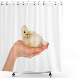 Personality  Cropped Shot Of Woman Holding Cute Chick In Hand Isolated On White Shower Curtains
