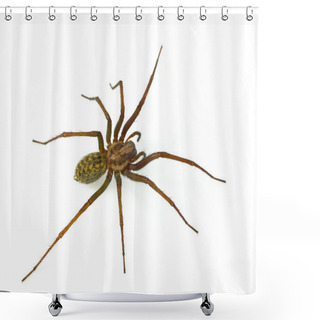 Personality  Hairy Spider Shower Curtains