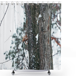 Personality  Selective Focus Of Cute Squirrel Sitting On Tree In Winter Forest Shower Curtains