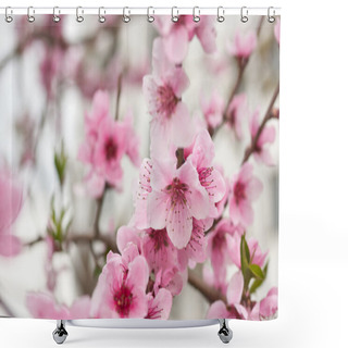 Personality  Blooming Tree In Spring With Pink Flowers Shower Curtains