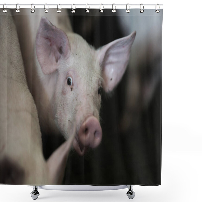 Personality  Domestic Pigs. Pigs On A Farm In The Village, France Shower Curtains