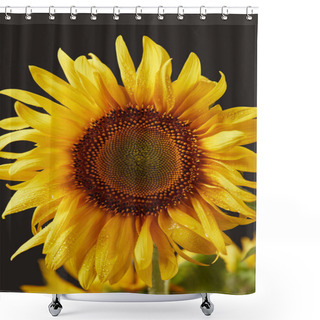 Personality  Wet Bright Yellow Sunflower, Isolated On Black Shower Curtains