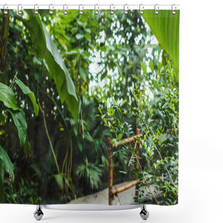 Personality  Tropical Rainforest Greenhouse With Various Plants And Road Shower Curtains