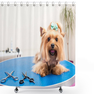 Personality  Yorkshire Terrier Dog In Pet Salon Shower Curtains