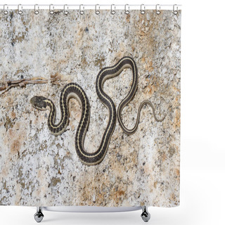 Personality  Wandering Garter Snake On Salt Flats At Mono Lake Shower Curtains