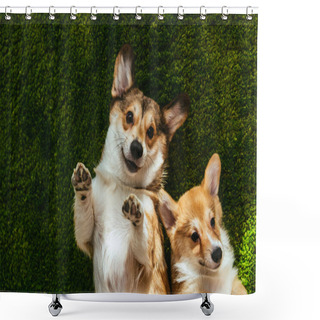 Personality  Adorable Welsh Corgi Dogs Laying On Green Lawn Shower Curtains
