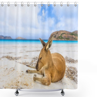 Personality  Kangaroo On White Sand Shower Curtains