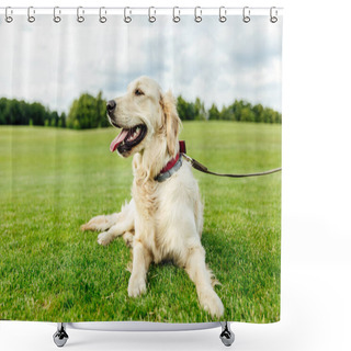 Personality  Golden Retriever Dog On Grass Shower Curtains