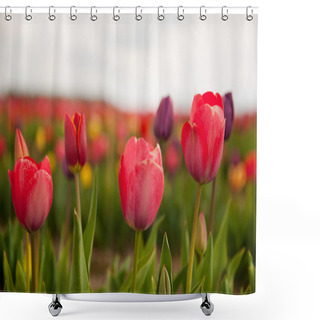 Personality  Colorful Dutch Tulips Shower Curtains
