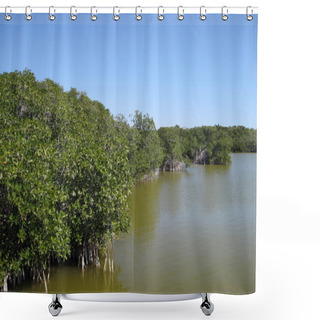 Personality  Mangroove Jungle In Central America Wilderness Shower Curtains
