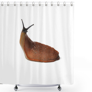 Personality  Spanish Slug Shower Curtains