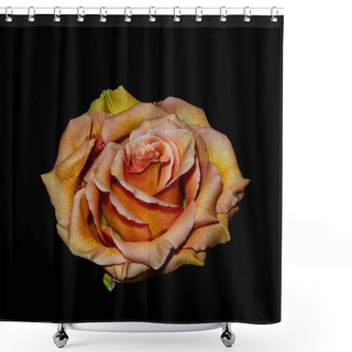 Personality  Surrealistic Vintage Orange Yellow Rose Blossom Macro,aged Singl Shower Curtains