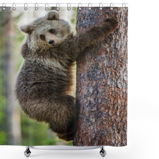 Personality  Cub Of Brown Bear Climb On Tree Shower Curtains