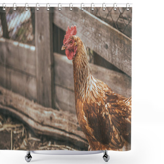 Personality  Chicken Walks In The Garden. Chicken Graze Freely On The Grass, Free Space. Chicken Farm Shower Curtains