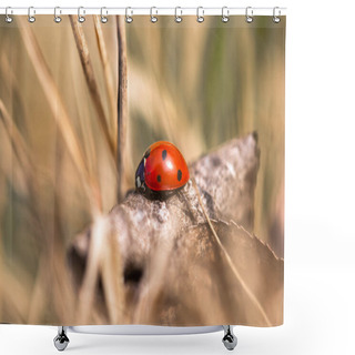 Personality  Seven Spotted Ladybug In The Grass Shower Curtains