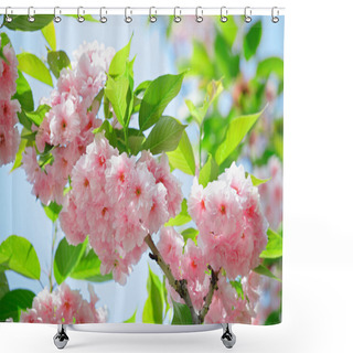 Personality  Pink Abloom Japanese Cherry (sakura) Blossom In Sunny Spring Day Shower Curtains