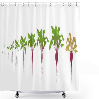 Personality  Growth Stages Of Red Beetroot Plant. Vector Illustration. Beta Vulgaris. Taproot Life Cycle. On White Background. Shower Curtains