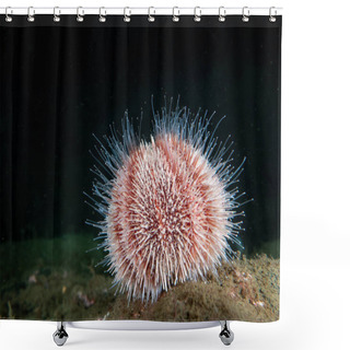 Personality  Feeding Common Sea Urchin On A Black Background Shower Curtains