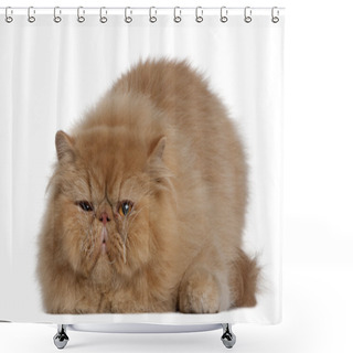 Personality  Persian Cat, 2 Years Old, Lying In Front Of White Background Shower Curtains