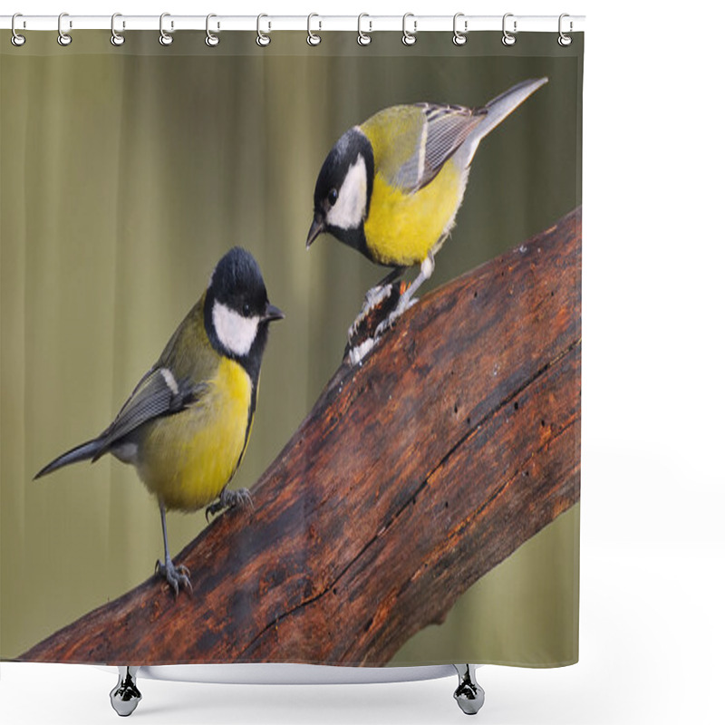 Personality  Great Tit. Shower Curtains