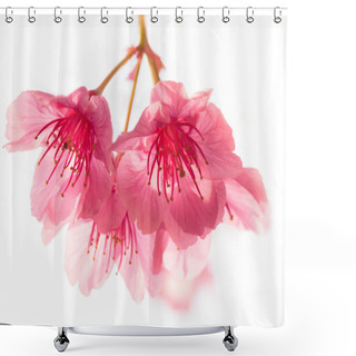 Personality  Pink Cherry Blossom Sakura Shower Curtains