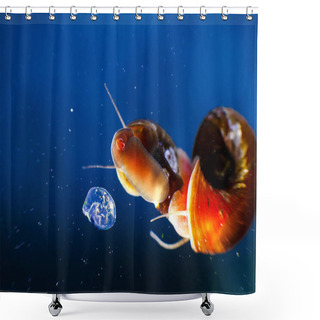 Personality  Small Aquarium Snail Mom And Her Offspring In Eggs Caviar In Blue Water Shower Curtains