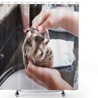 Personality  Giving A Pet Hedgehog A Bath In A Sink Shower Curtains