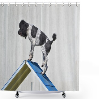 Personality  Spotted Standard Poodle At Dog Agility Trial Shower Curtains