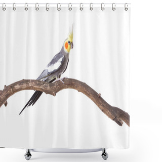 Personality  Parrot On The Branch Shower Curtains
