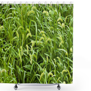Personality  Green Foxtail Shower Curtains