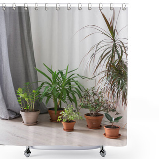 Personality  Beautiful Green Indoor Yucca Aloifolia And Ficus Benjamina Kinky Flower, Ficus With Zamioculcas And Crassula Ovata, Home Decorative Plants On The Background Of A White Wall Shower Curtains
