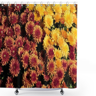 Personality  The Blooming Chrysanthemums In The Garden Shower Curtains