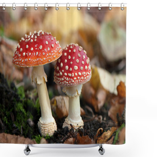 Personality  Two Spotted Toadstools Shower Curtains