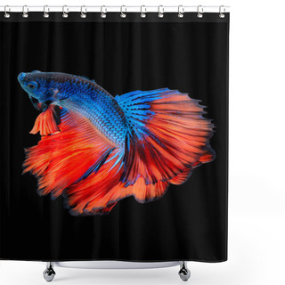 Personality  Betta Fish, Siamese Fighting Fish Shower Curtains