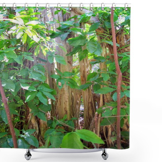 Personality  Rainforest Jungle In Central America Shower Curtains