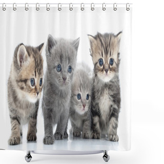 Personality  Portrait Of Young Cats' Group . Studio Shot. Isolated. Shower Curtains