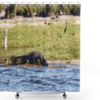 Personality  Crocodile In Chobe River Shower Curtains