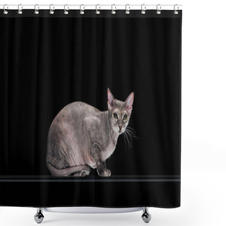 Personality  Pedigreed Domestic Grey Sphynx Cat Looking At Camera Isolated On Black Shower Curtains
