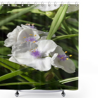 Personality  Flowers Of Tradescantia Riverine Or Myrtle Leaf Close-up Are Very Delicate And Beautiful Shower Curtains