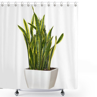 Personality  Sansevieriya Houseplant In A Large White Pot Shower Curtains