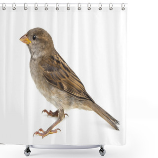 Personality  House Sparrow Against White Background Shower Curtains