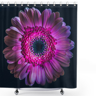 Personality  Top View Of Violet Gerbera Flower, Isolated On Black Shower Curtains