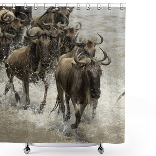 Personality  Wildebeest, Crossing River Mara, Serengeti National Park, Sereng Shower Curtains