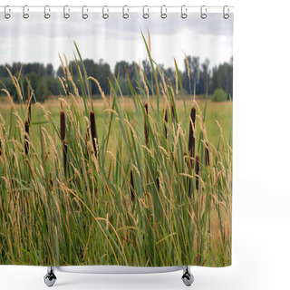 Personality  Cattails And Reed Canary Grass Shower Curtains