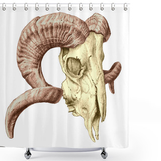 Personality  Illustration With  Skull Shower Curtains