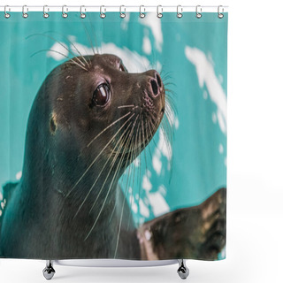 Personality  Seal Shower Curtains