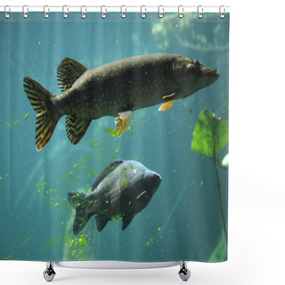Personality  Northern Pike And Common Carp Shower Curtains