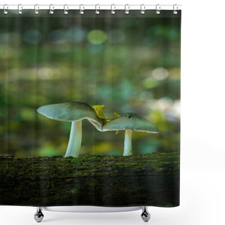 Personality  Russula Mushrooms On The Forest On The Old Trunk Shower Curtains