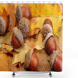 Personality  Brown Acorns On Autumn Leaves, Close Up Shower Curtains