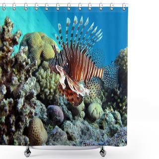 Personality  Lion Fish In The Red Sea Shower Curtains